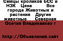 Самцы кроликов БСС и НЗК › Цена ­ 400 - Все города Животные и растения » Другие животные   . Северная Осетия,Владикавказ г.